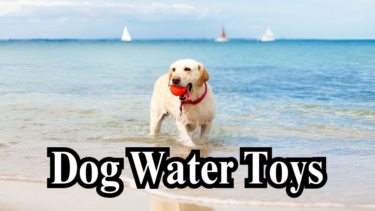 Dog Water Toys